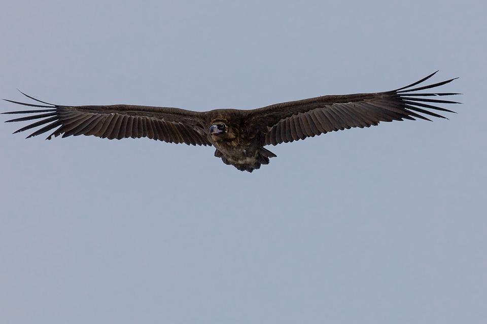 Do Black Vultures Attack Dogs or Cats? Explained 5 image 15