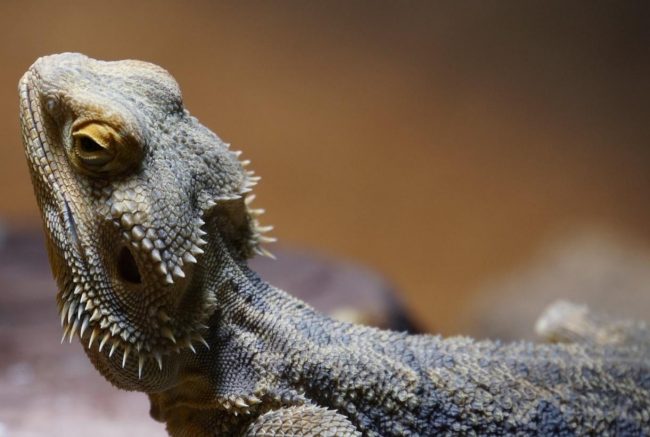 How Long Can a Bearded Dragon Go Without UVB Light? (UVB Guide) 2 image 158 e1663612786612