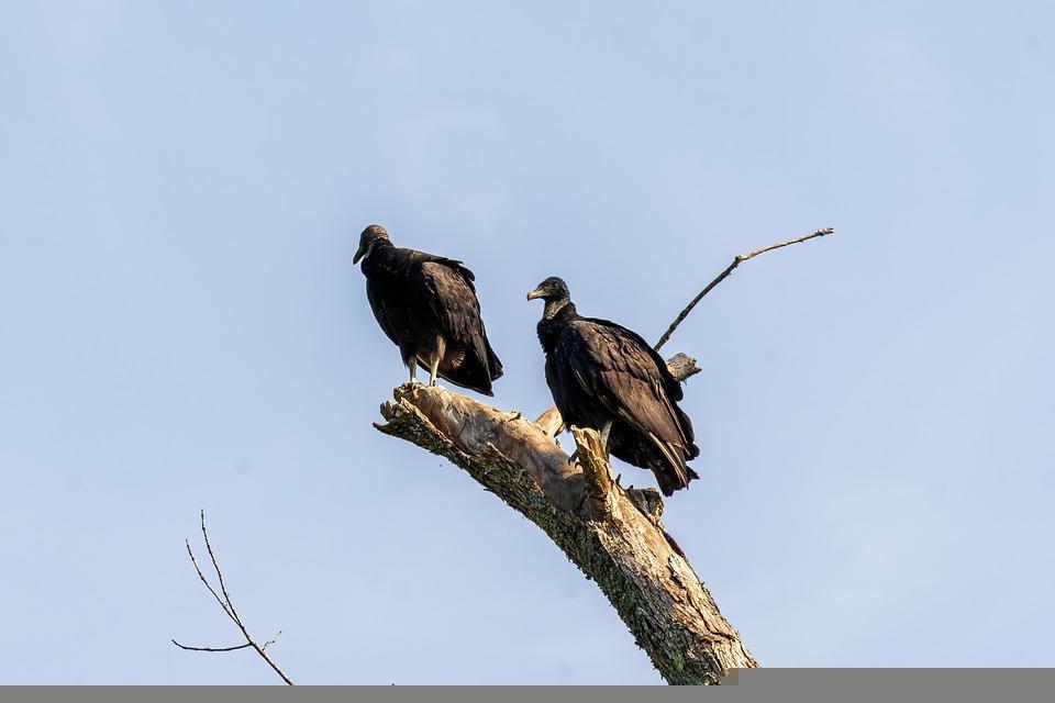 Do Black Vultures Attack Dogs or Cats? Explained 4 image 16