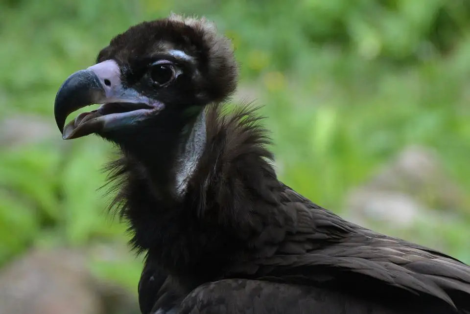 Do Black Vultures Attack Dogs or Cats? Explained 3 image 17