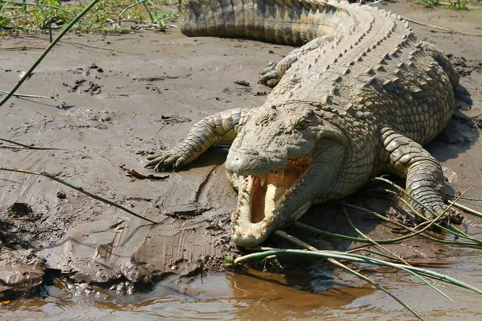 Top 15 Animals with Strongest Bites In The World. (and runner-ups) 3 image 176