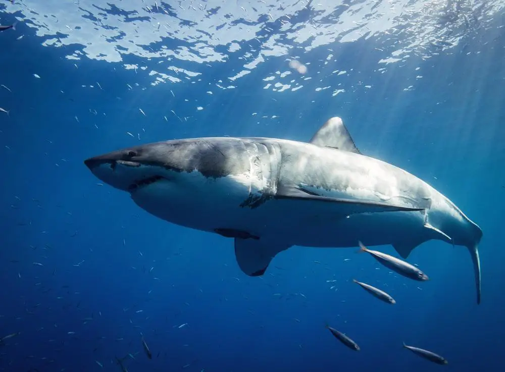 Top 15 Animals with Strongest Bites In The World. (and runner-ups) 4 image 177