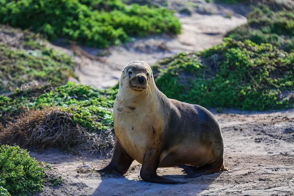 Top 15 Animals with Strongest Bites In The World. (and runner-ups) 7 image 180
