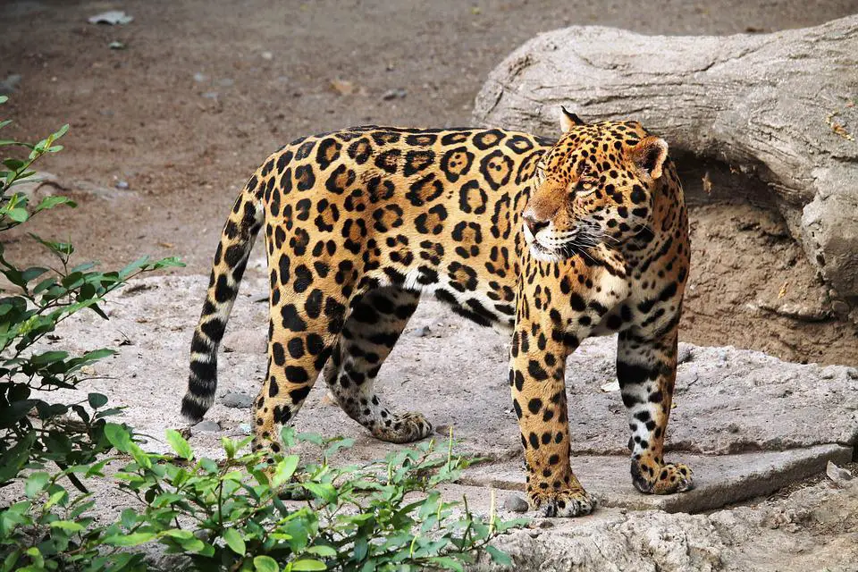 Top 15 Animals with Strongest Bites In The World. (and runner-ups) 9 image 182