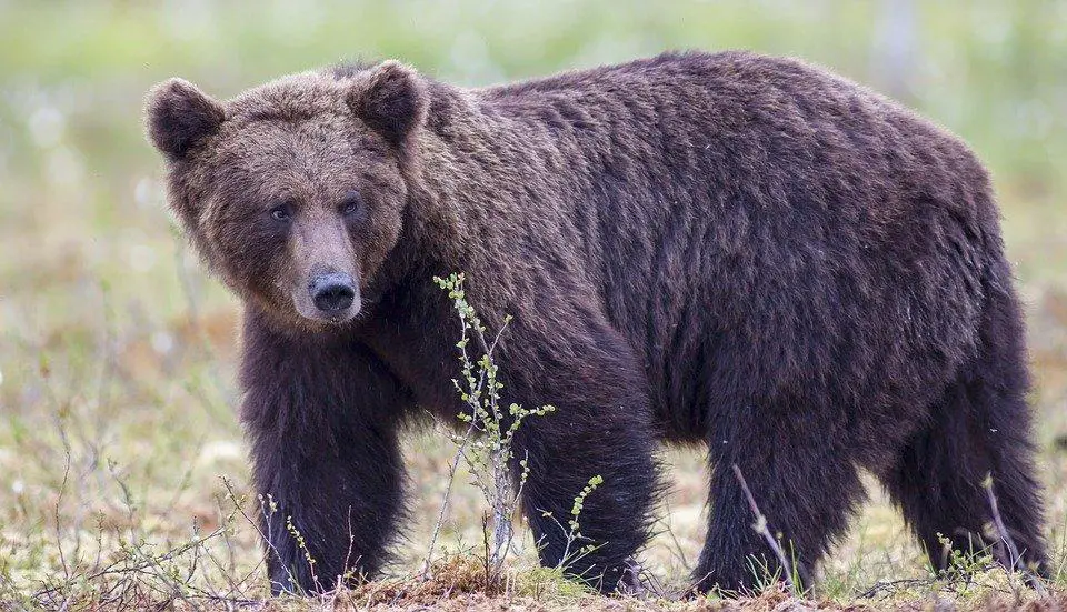 Top 15 Animals with Strongest Bites In The World. (and runner-ups) 13 image 186