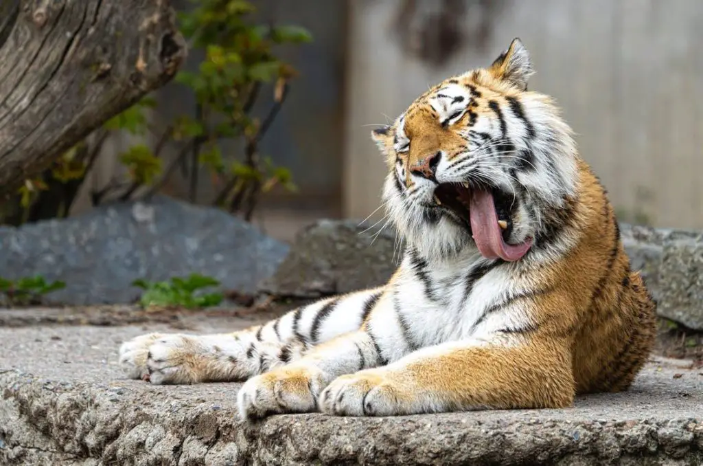 Top 15 Animals with Strongest Bites In The World. (and runner-ups) 15 image 188