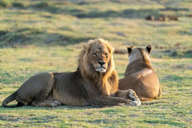 Top 15 Animals with Strongest Bites In The World. (and runner-ups) 16 image 189