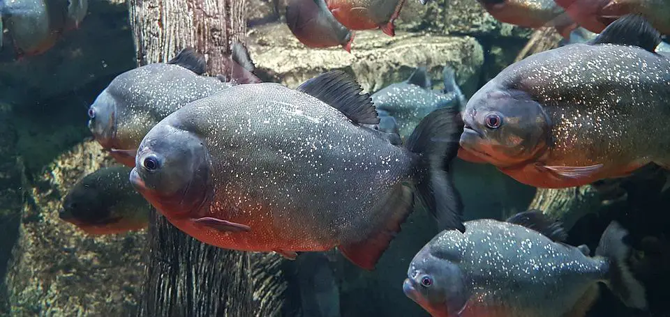 Top 15 Animals with Strongest Bites In The World. (and runner-ups) 17 image 190