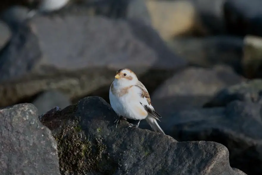 What Animals Lives at The North Pole? 2 image 192