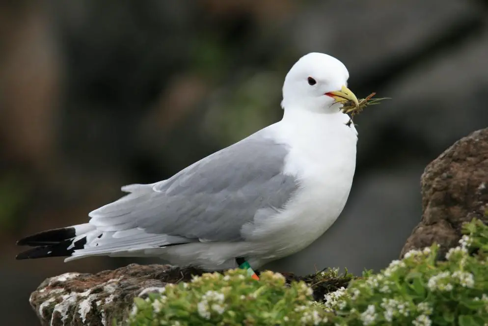 What Animals Lives at The North Pole? 3 image 193