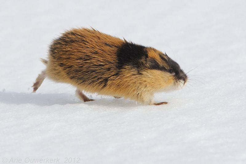What Animals Lives at The North Pole? 4 image 194