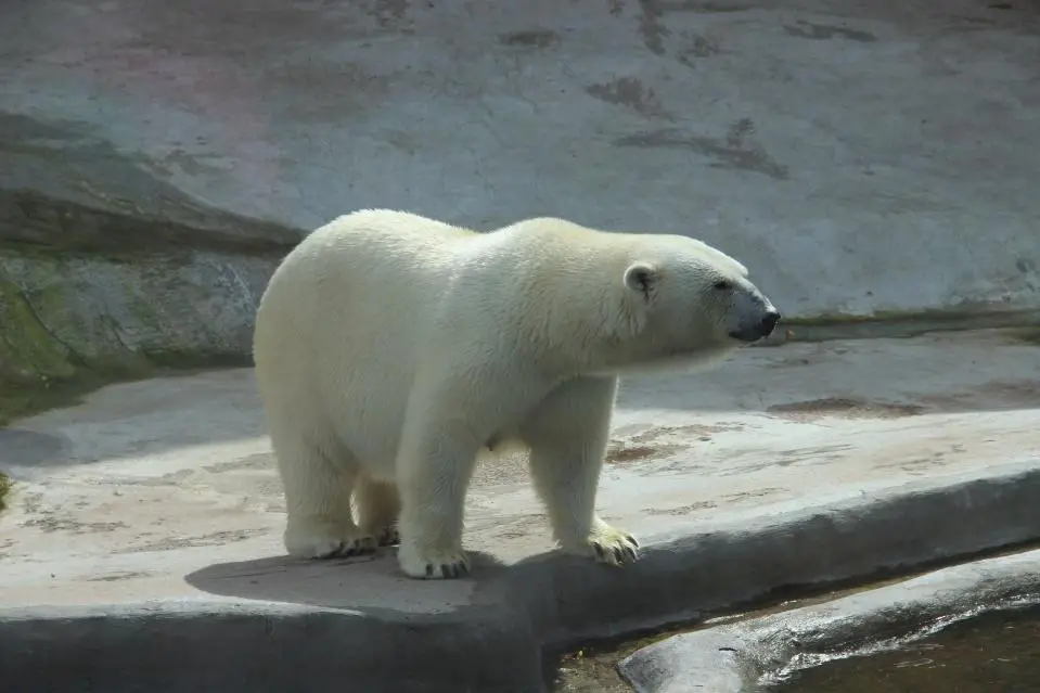 What Animals Lives at The North Pole? 7 image 197