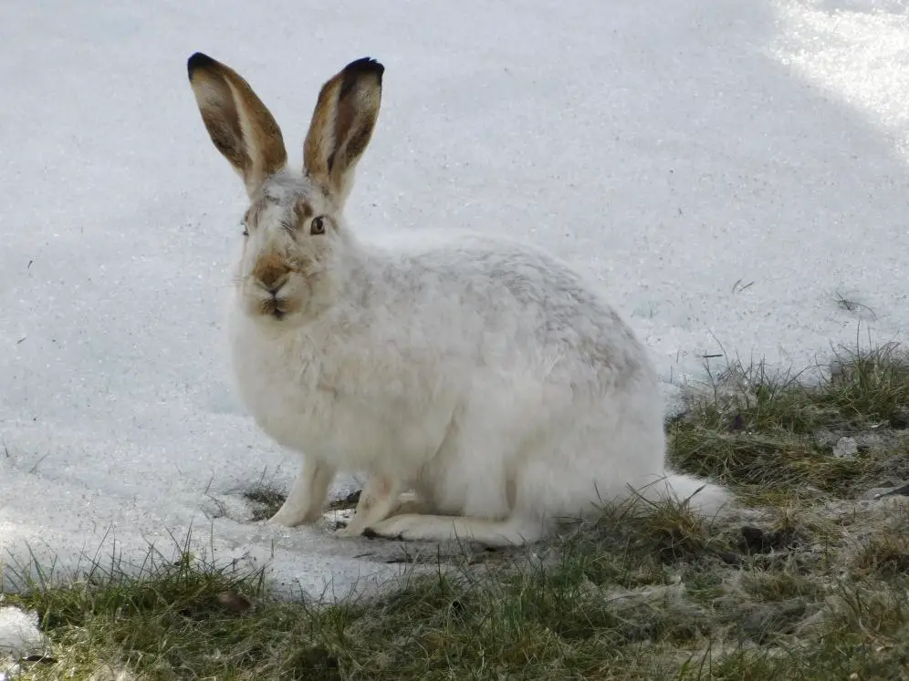 What Animals Lives at The North Pole? 8 image 198