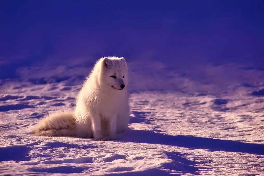 What Animals Lives at The North Pole? 9 image 199