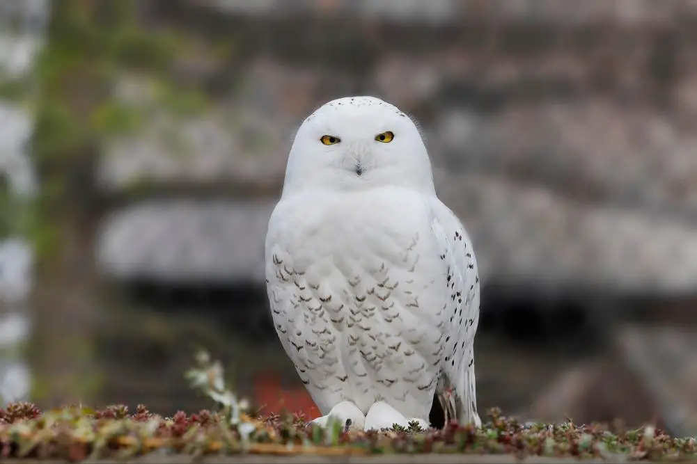 What Animals Lives at The North Pole? 10 image 200