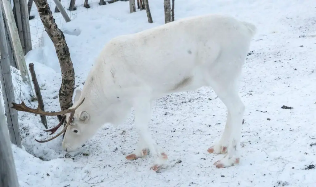 What Animals Lives at The North Pole? 11 image 201