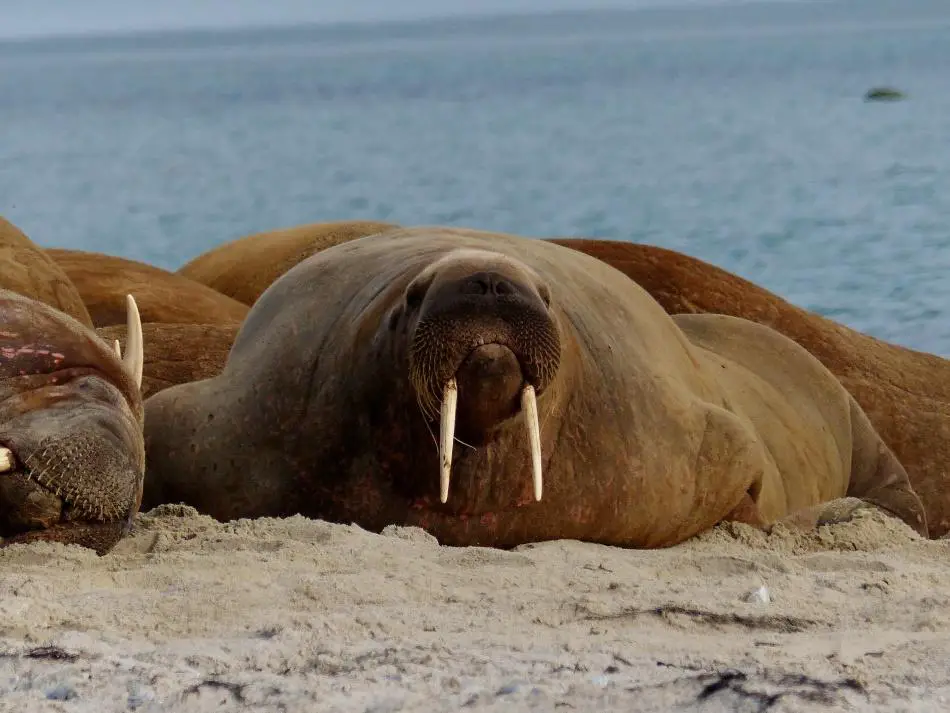 What Animals Lives at The North Pole? 13 image 203