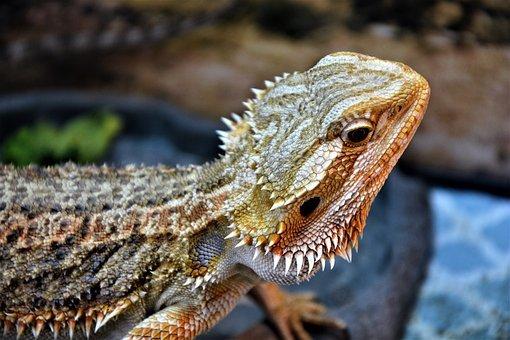 How Long Can a Bearded Dragon Go Without UVB Light? (UVB Guide) 3 image 206