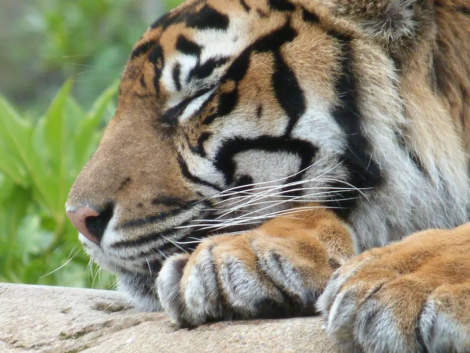 Do Tigers Hibernate? Do Any Tigers Live in Cold Places? 5 image 3