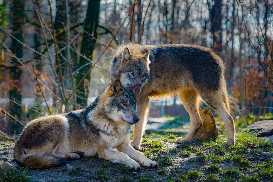 Do Wolves Attack Dogs? ???? Both Hunting and Domestic 2 image 36