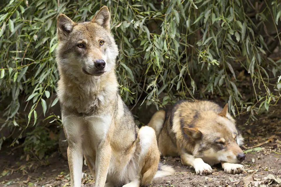 Do Wolves Attack Dogs? ???? Both Hunting and Domestic 3 image 37