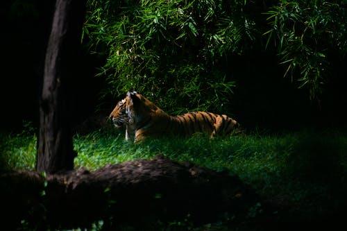 Do Tigers Hibernate? Do Any Tigers Live in Cold Places? 6 image 4