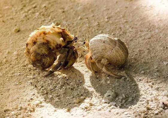 Do Hermit Crabs Hibernate? And Other FAQs 4 image 49 e1662064968774