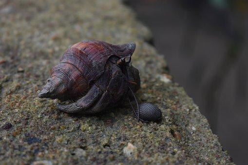 Do Hermit Crabs Hibernate? And Other FAQs 7 image 51