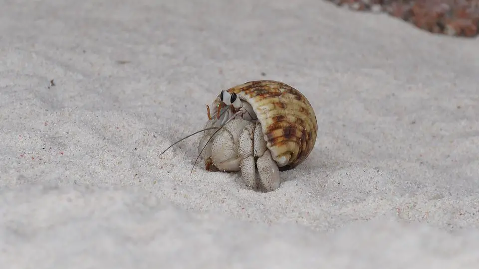 Do Hermit Crabs Hibernate? And Other FAQs 3 image 54