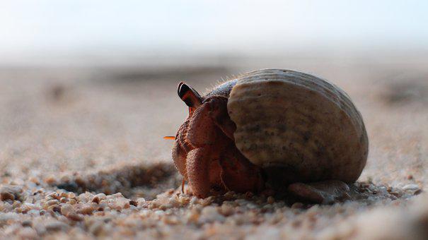 Do Hermit Crabs Hibernate? And Other FAQs 2 image 55
