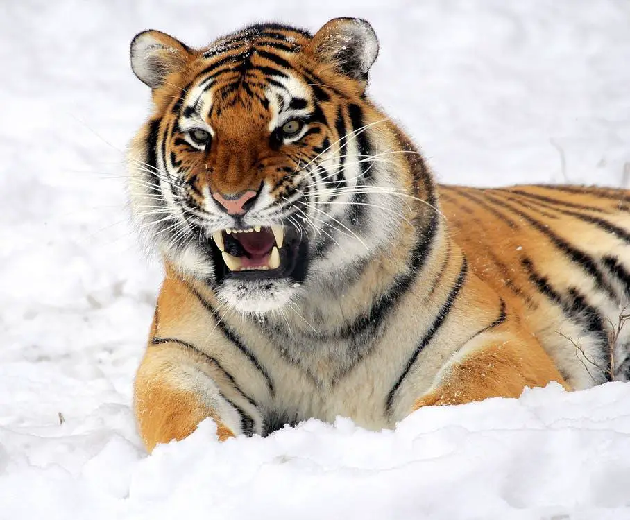 Do Tigers Hibernate? Do Any Tigers Live in Cold Places? 8 image 6