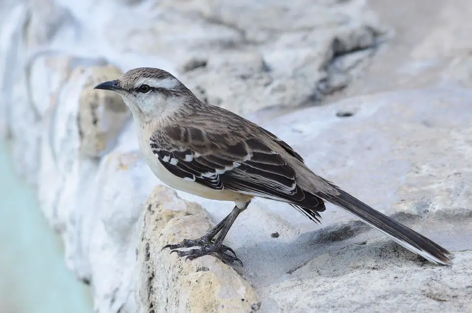 Do Mockingbirds Attack Dogs? (+FAQs) 2 image 74