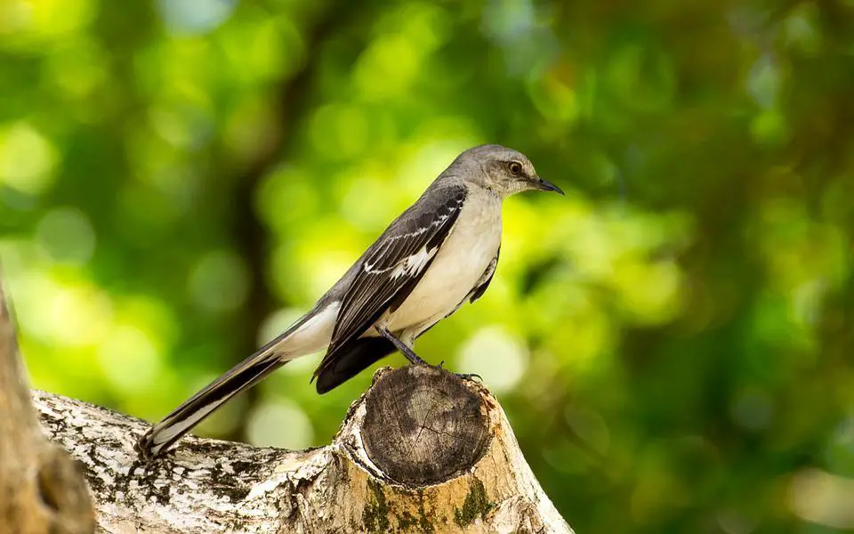 Do Mockingbirds Attack Dogs? (+FAQs) 3 image 75