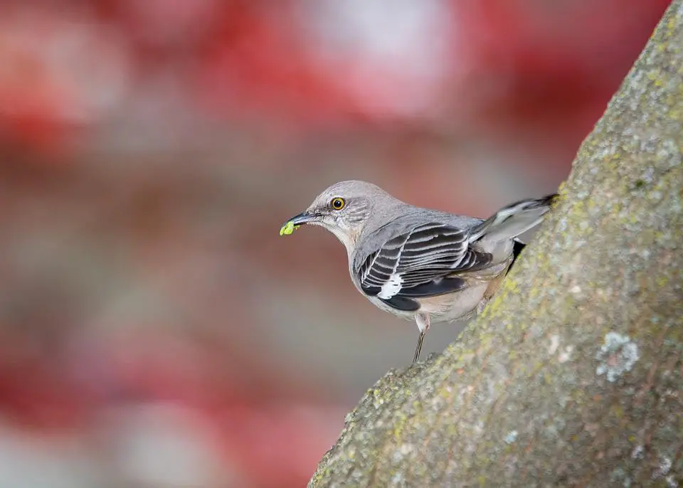 Do Mockingbirds Attack Dogs? (+FAQs) 4 image 76