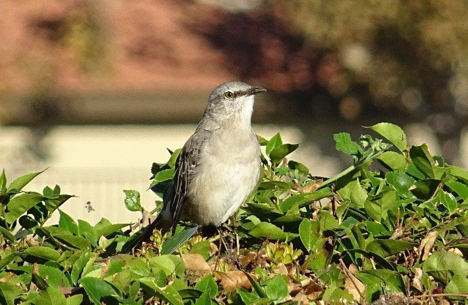 Do Mockingbirds Attack Dogs? (+FAQs) 5 image 77