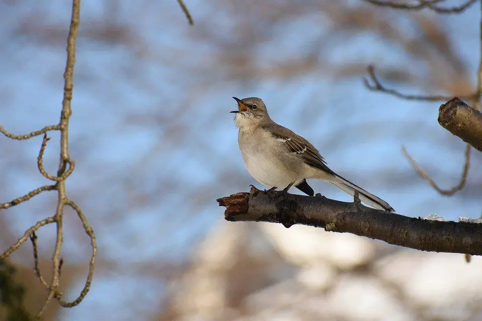 Do Mockingbirds Attack Dogs? (+FAQs) 7 image 78