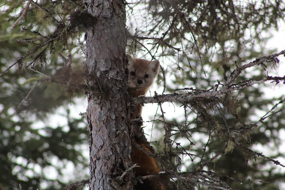 Do Pine Martens Attack Dogs? (+ Other FAQs) 2 image 79