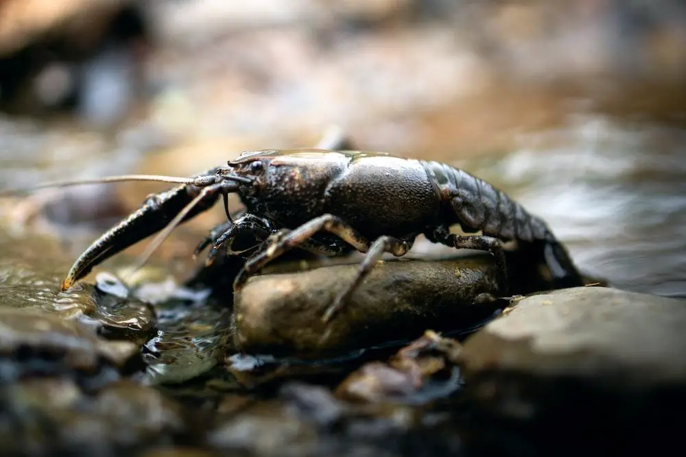 Do Crayfish Hibernate? What Do They Do in The Winter 3 image 8