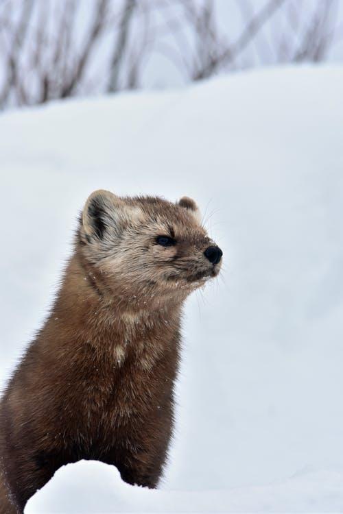 Do Pine Martens Attack Dogs? (+ Other FAQs) 4 image 80