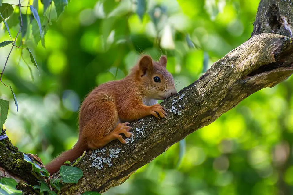 Do Pine Martens Attack Dogs? (+ Other FAQs) 5 image 83