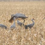 image 94 e1662925967642