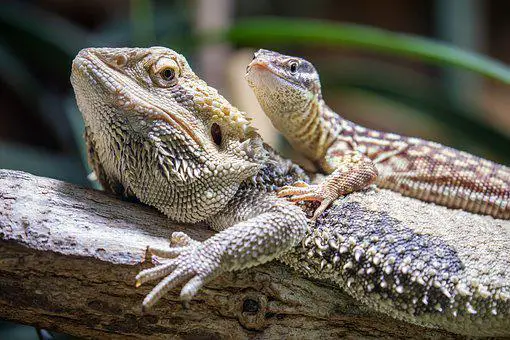 Do Bearded Dragons Only Eat Live Food? 2 image