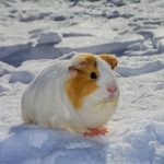 Guinea Pig Winter scaled e1670968258911