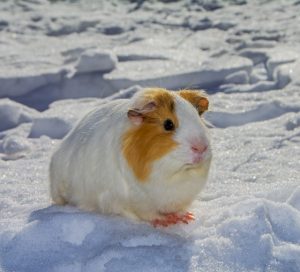 Do Guinea Pigs Hibernate? 2 Guinea Pig Winter scaled e1670968258911