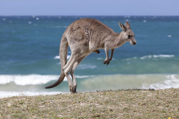 jumping red kangaroo on the beach australia 2021 08 26 16 56 33 utc scaled e1670023978197