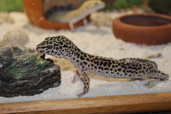 Finding The Perfect Substrate For Your Leopard Gecko 2 Geckoo scaled e1680811146877