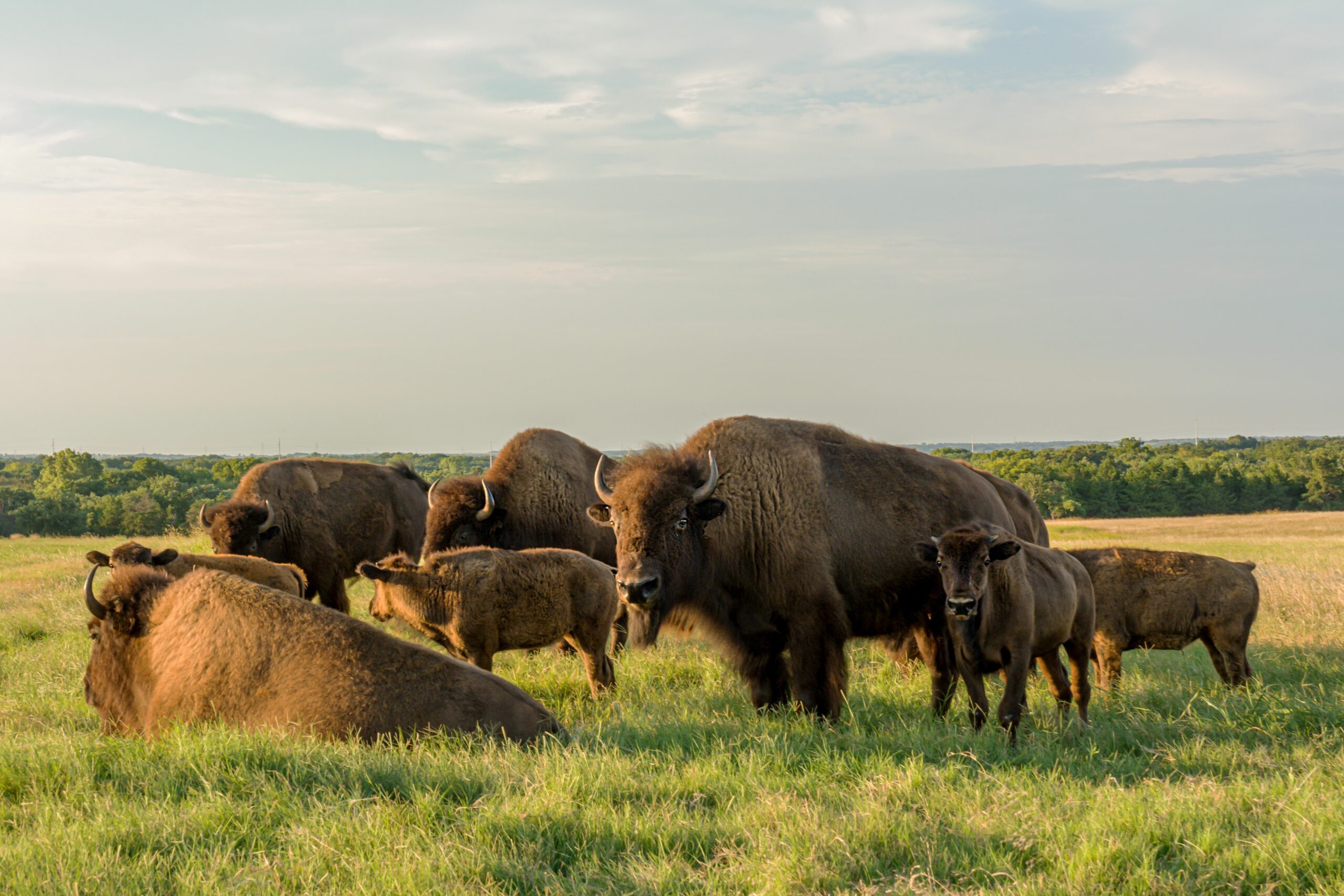 american bisons bison bison in a green field 2023 01 06 10 55 25 utc scaled
