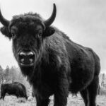 bison close up looking in camera 2021 08 27 09 42 19 utc