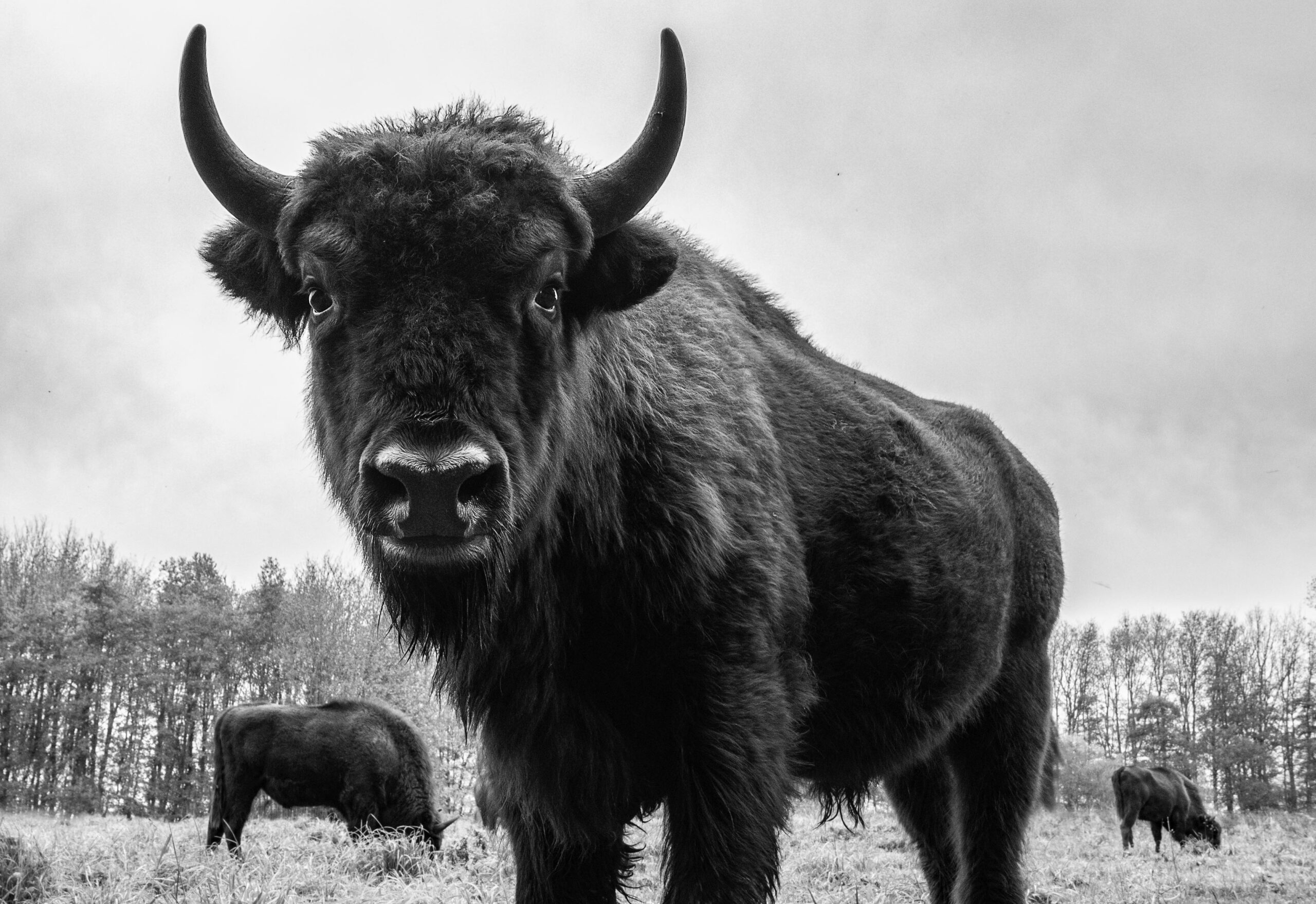 bison close up looking in camera 2021 08 27 09 42 19 utc scaled