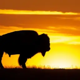 bison where do they live